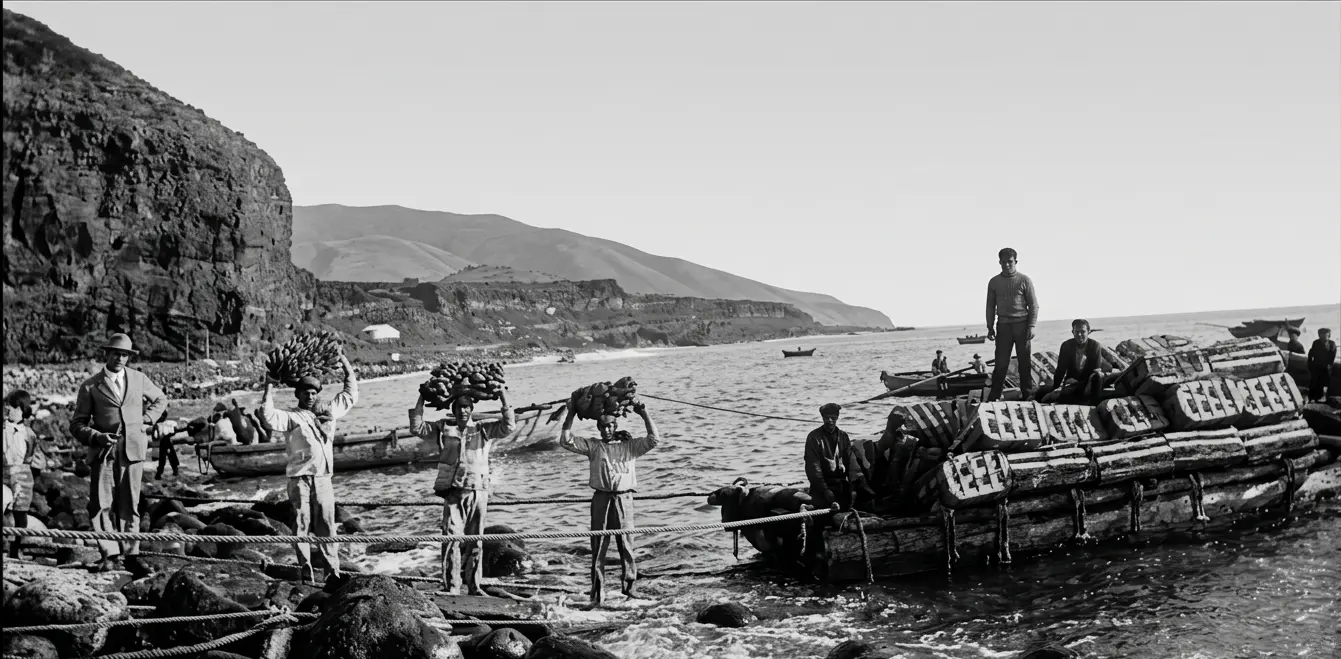 Empaquetados de plátanos en Tazacorte